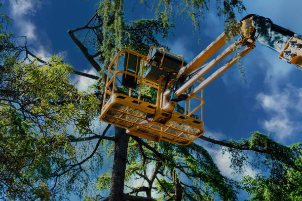 Trusted Jewett City, CT Tree Services Experts