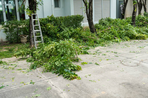 Leaf Removal in Jewett City, CT